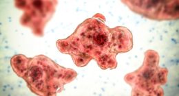 Naegleria brain-eating amoeba, illustration