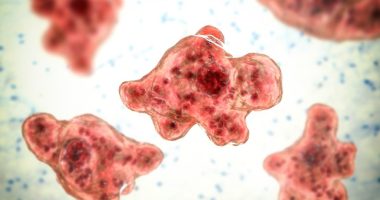 Naegleria brain-eating amoeba, illustration
