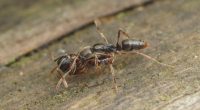 Close-up of an Asian needle ant moving a pupa.