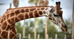 Nzuri the giraffe and her unborn calf passed away due to severe complications during labour on last Thursday night.