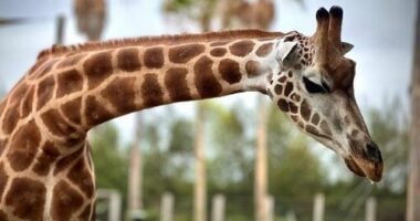 Nzuri the giraffe and her unborn calf passed away due to severe complications during labour on last Thursday night.