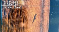 'Makes no sense': Fisherman spots suspected crocodile on sounder at Noosa