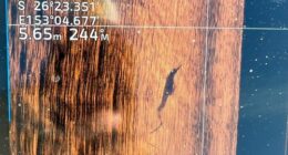 'Makes no sense': Fisherman spots suspected crocodile on sounder at Noosa