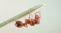 'National emergency': Another fire ant nest found in NSW