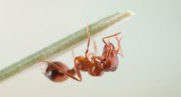 'National emergency': Another fire ant nest found in NSW