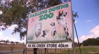 Aï»¿ zoo keeper is having emergency surgery in hospital being "grabbed" by a big cat at a zoo in southern Queensland.Emergency services were called to Darling Downs Zoo in Pilton, south of Toowoomba, this morning after the woman was attacked in an enclosure by one of the big cats.