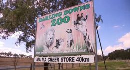 Aï»¿ zoo keeper is having emergency surgery in hospital being "grabbed" by a big cat at a zoo in southern Queensland.Emergency services were called to Darling Downs Zoo in Pilton, south of Toowoomba, this morning after the woman was attacked in an enclosure by one of the big cats.