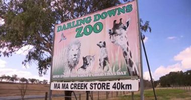 Aï»¿ zoo keeper is having emergency surgery in hospital being "grabbed" by a big cat at a zoo in southern Queensland.Emergency services were called to Darling Downs Zoo in Pilton, south of Toowoomba, this morning after the woman was attacked in an enclosure by one of the big cats.
