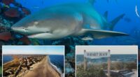 Shark bites beach fisherman who dragged thrashing predator back to water after catch