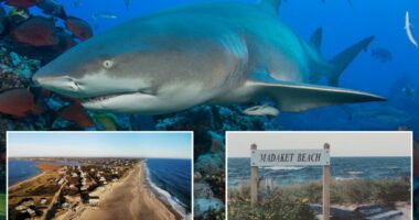 Shark bites beach fisherman who dragged thrashing predator back to water after catch