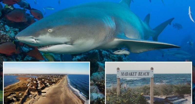 Shark bites beach fisherman who dragged thrashing predator back to water after catch
