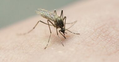 2 Tennessee children hospitalized with rare La Crosse virus spread by mosquitoes