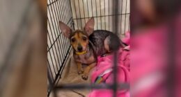 31 dogs rescued from 'hoarding situation' in Highlands County