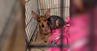 31 dogs rescued from 'hoarding situation' in Highlands County
