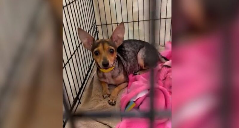 31 dogs rescued from 'hoarding situation' in Highlands County