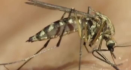 4 confirmed cases of ‘locally acquired’ dengue found in Brevard County, DOH says