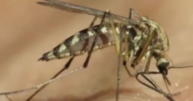 4 confirmed cases of ‘locally acquired’ dengue found in Brevard County, DOH says