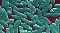 4 deaths from flesh eating bacteria in Florida this year