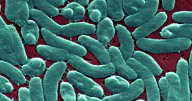 4 deaths from flesh eating bacteria in Florida this year