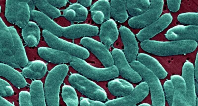 4 deaths from flesh eating bacteria in Florida this year