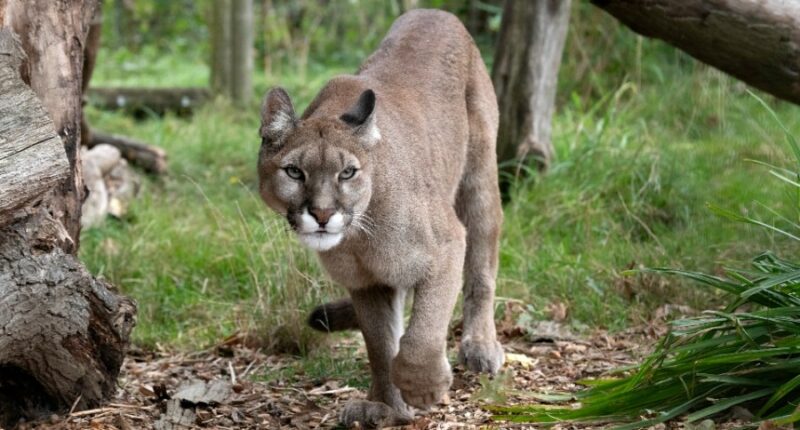 Mountain lion