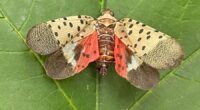 An invasive insect has made its way across several states