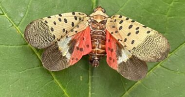 An invasive insect has made its way across several states