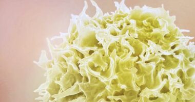 An illustration of a T-Cell.