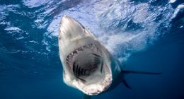 Underwater view of a great white shark with its mouth open.