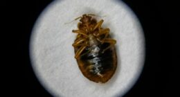 Bed bugs: What to know, how to treat them