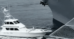 Boat captain arrested after hit-and-run crash into USS Midway museum ship: police