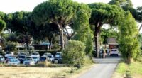 Cars parked in a lot near a gated entrance, surrounded by tall pine trees.