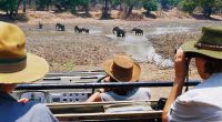 Eastern Province Police Commissioner Robertson Mweemba said the victims, a 68-year-old and a 67-year-old, were attacked by a female elephant that was with a calf at South Luangwa National Park (pictured)