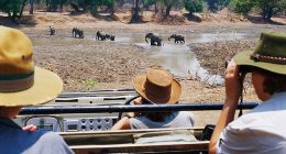 Eastern Province Police Commissioner Robertson Mweemba said the victims, a 68-year-old and a 67-year-old, were attacked by a female elephant that was with a calf at South Luangwa National Park (pictured)