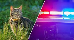 California police make gruesome feline discovery in U-Haul van; owner faces animal cruelty charges