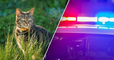 California police make gruesome feline discovery in U-Haul van; owner faces animal cruelty charges