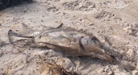 SA toxic algal bloom