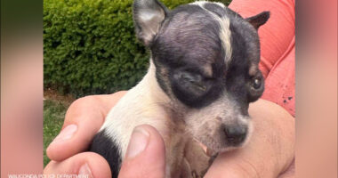 Carol Reith arrested for animal cruelty, 52 dogs rescued from 200 block of Sky Hill Road, Wauconda police say