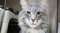 Art, a 7-year-old gray tabby cat that was returned to Pasadena Humane after its previous owner called him too needy. (Pasadena Humane)