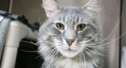 Art, a 7-year-old gray tabby cat that was returned to Pasadena Humane after its previous owner called him too needy. (Pasadena Humane)