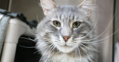 Art, a 7-year-old gray tabby cat that was returned to Pasadena Humane after its previous owner called him too needy. (Pasadena Humane)