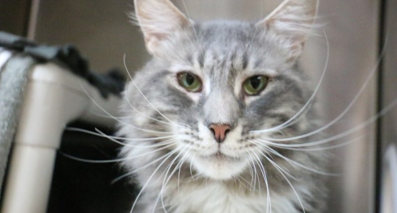 Art, a 7-year-old gray tabby cat that was returned to Pasadena Humane after its previous owner called him too needy. (Pasadena Humane)