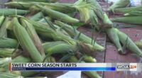 Central Illinois family farms picking, selling corn until sold out