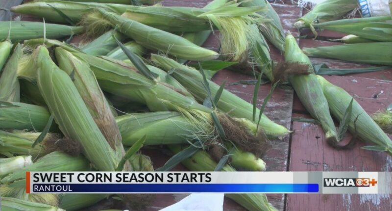 Central Illinois family farms picking, selling corn until sold out