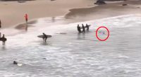 Bystanders rescuing a teen from a shark attack.