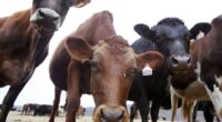 Colorado Deploys New Wildfire-Prevention Tool: Cows