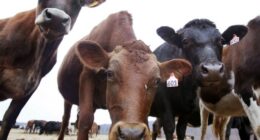 Colorado Deploys New Wildfire-Prevention Tool: Cows
