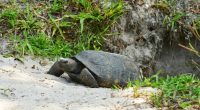 Concerns grow after recent Gopher Tortoise deaths at Honeymoon Island State Park