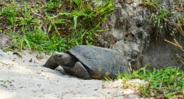 Concerns grow after recent Gopher Tortoise deaths at Honeymoon Island State Park