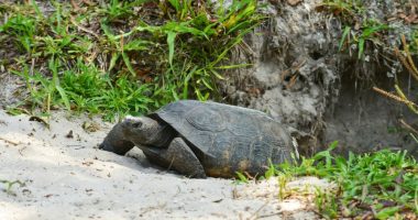 Concerns grow after recent Gopher Tortoise deaths at Honeymoon Island State Park